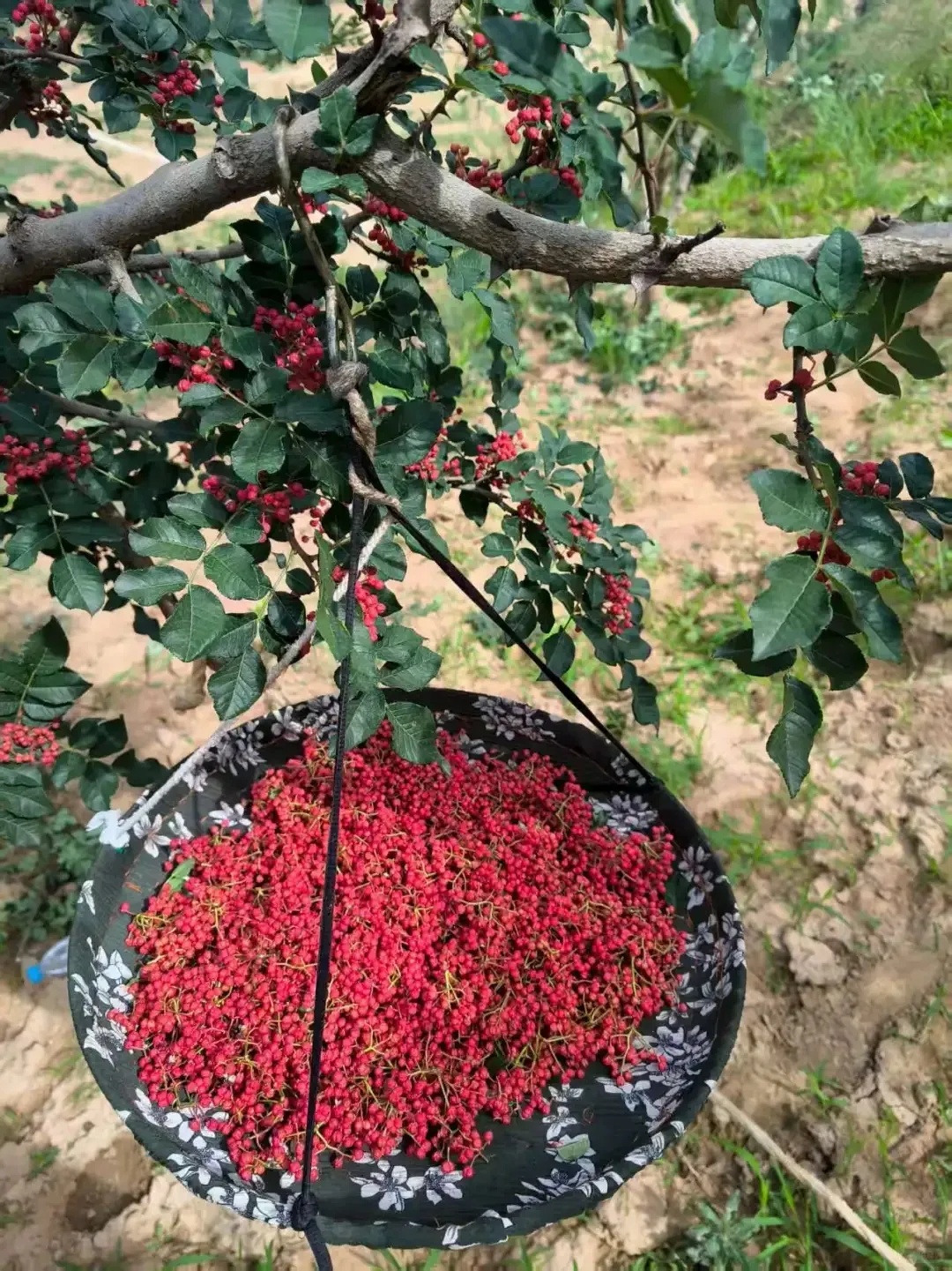 岷縣當歸/武都花椒（道地藥材）攻略 - 旅行攻略封面圖