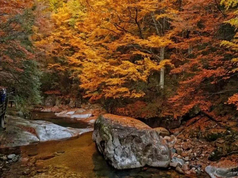 光霧山紅葉最佳觀賞時間（四川紅葉之王）